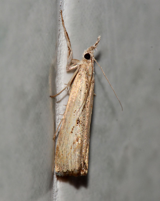 Crambidae da determinare